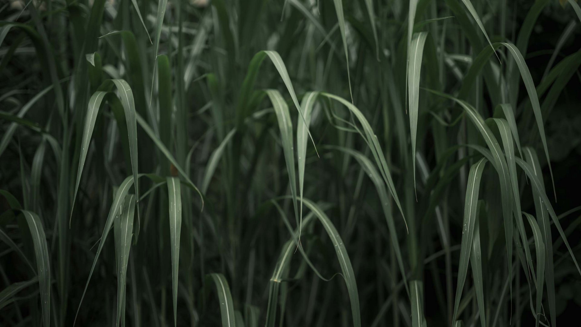 MOHR life resort – Nachhaltigkeit im Hotel in Tirol Lange grüne Grasblätter in dunklem Licht