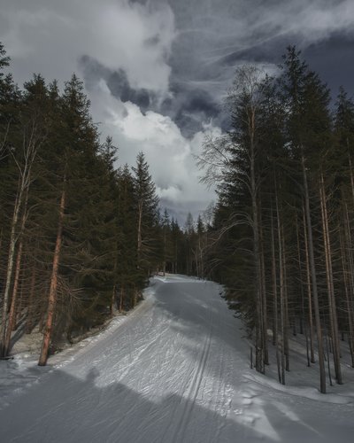 Die Zugspitz Arena – perfekt zum Langlaufen in Lermoos Schneebedeckter Pfad zwischen Tannen unter bewölktem Himmel
