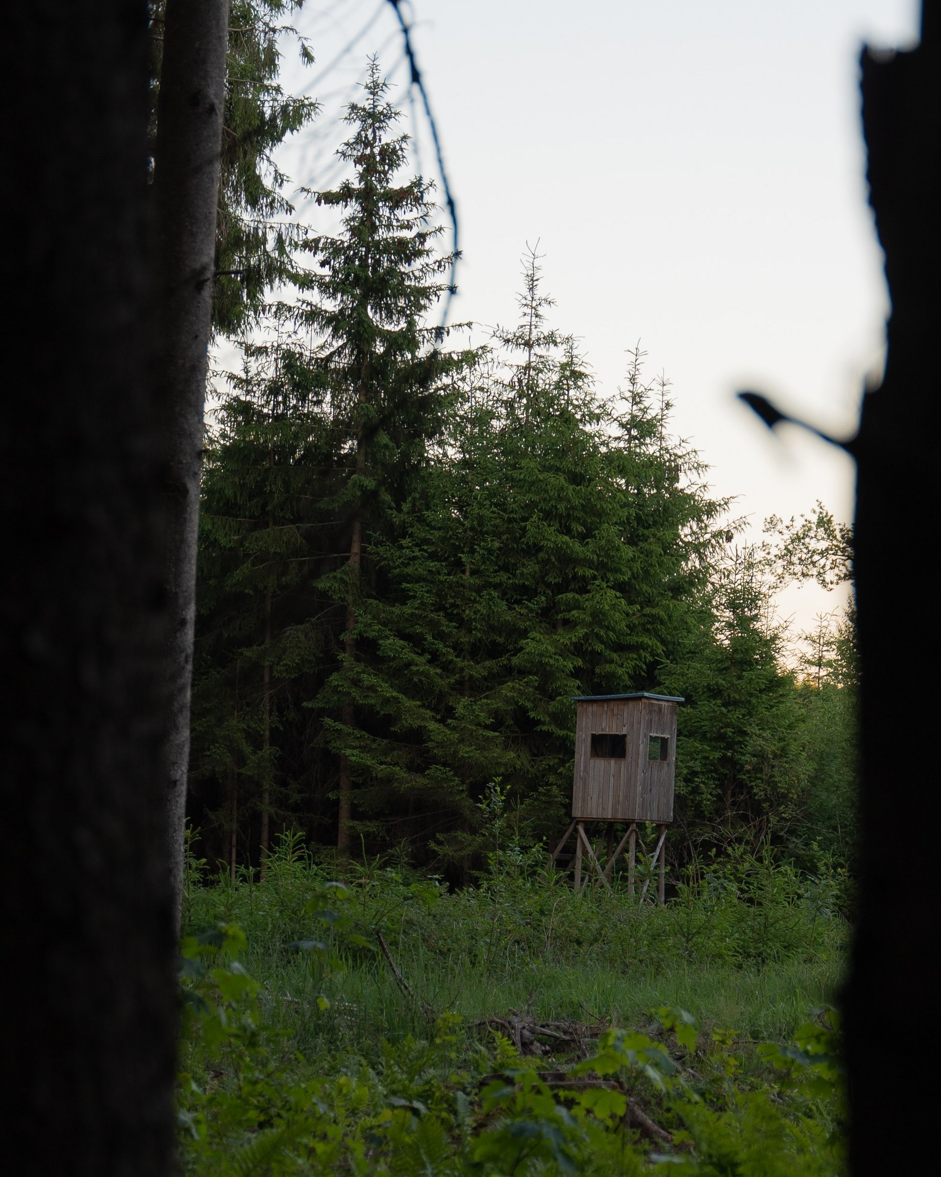 Außergewöhnlich: Ihr Jagdurlaub in Österreich Hochsitz im Wald umgeben von Bäumen und Grünpflanzen