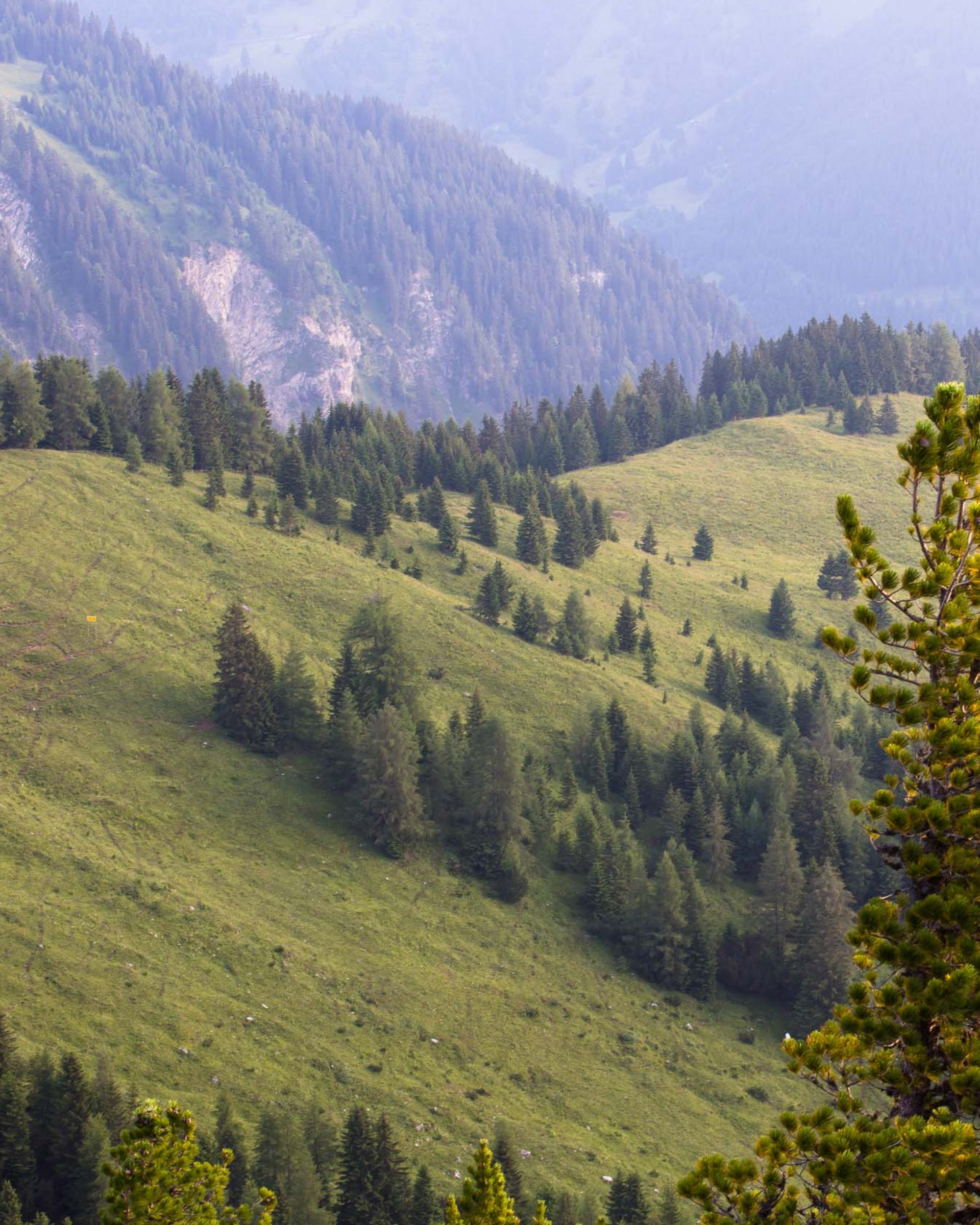Außergewöhnlich: Ihr Jagdurlaub in Österreich Grüne bewaldete Hügel in einer nebligen Berglandschaft