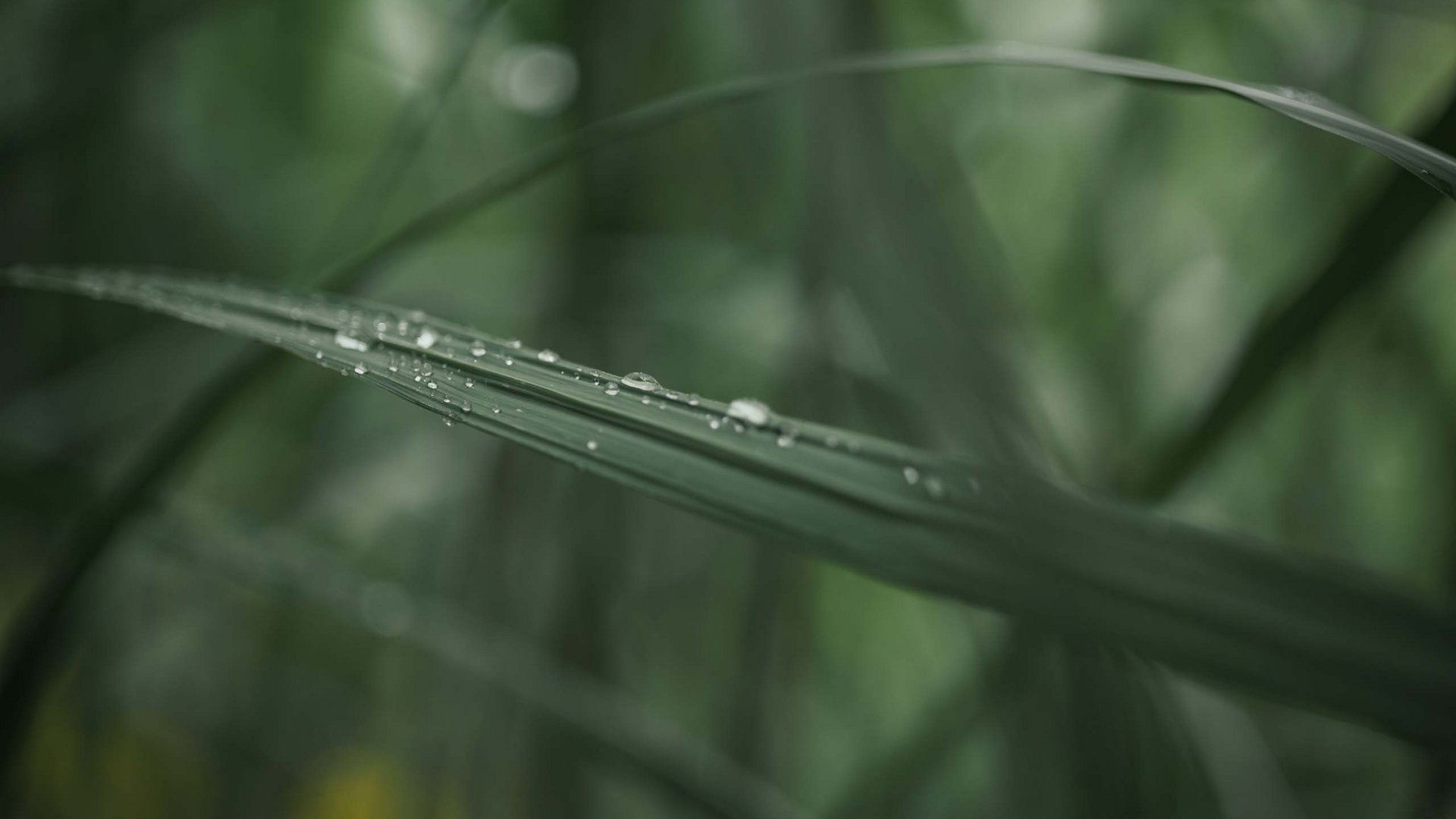 Aktivurlaub in Lermoos in Österreich Wassertropfen auf einem langen grünen Grasblatt in Nahaufnahme