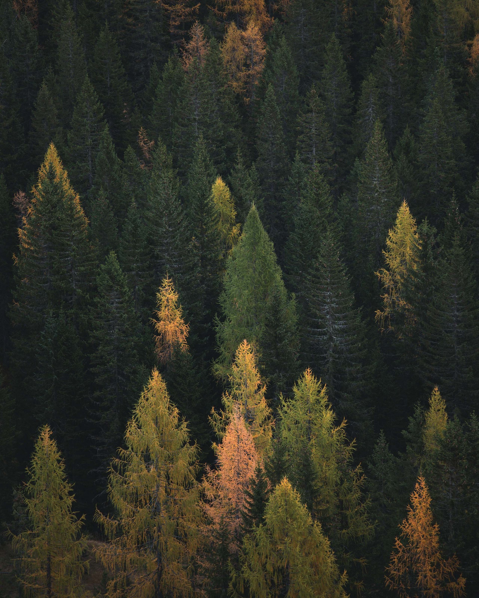 Außergewöhnlich: Ihr Jagdurlaub in Österreich Dichter Wald mit grünen und gelb-orangen Nadelbäumen im Herbst