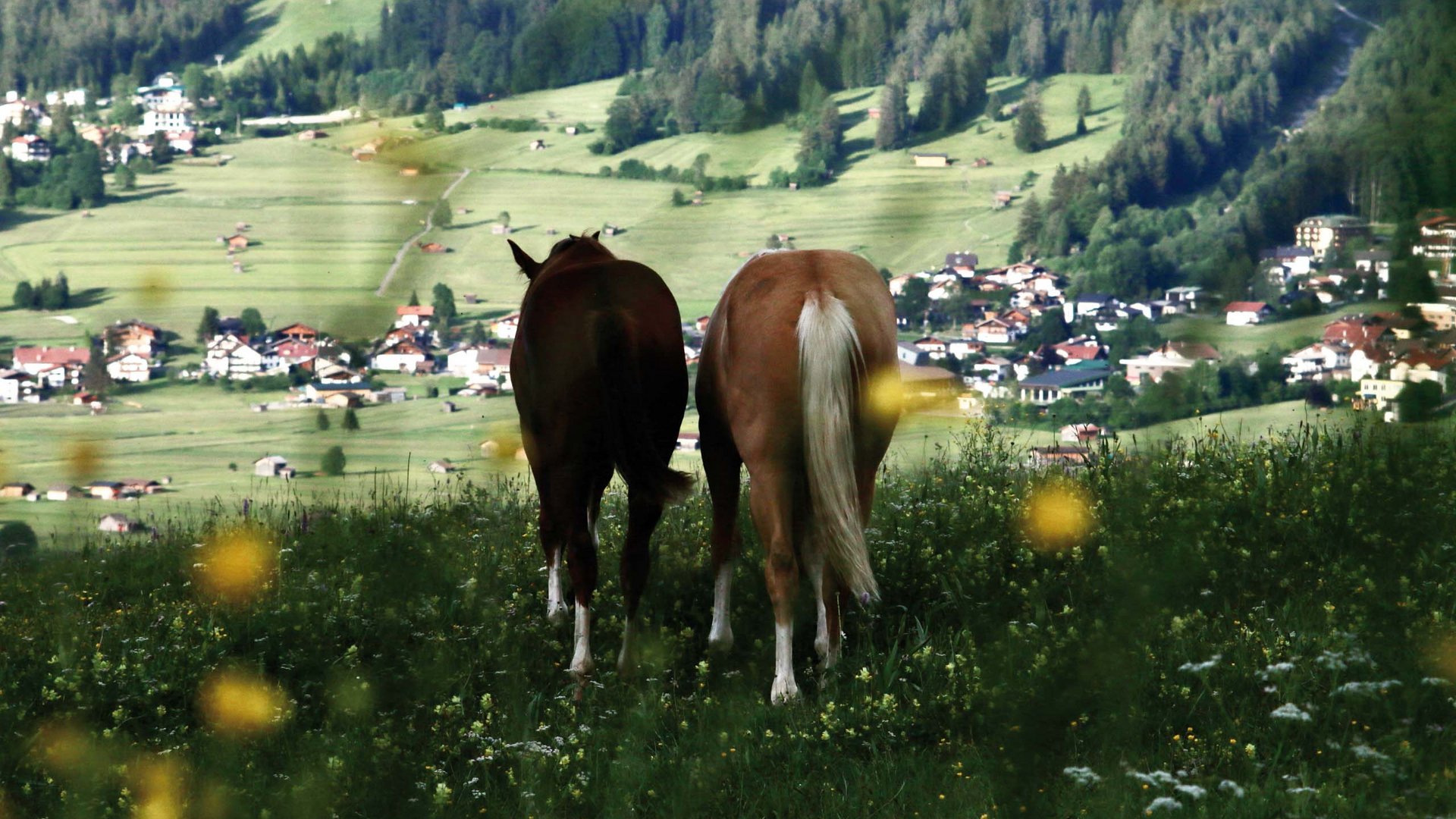 MOHR life resort Bildergalerie Zwei Pferde auf einer blühenden Wiese mit Dorf und Wald im Hintergrund